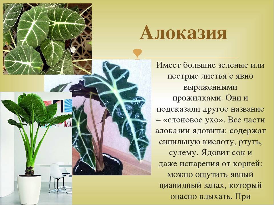 Алоказия: уход в домашних условиях - pahistahis.ru