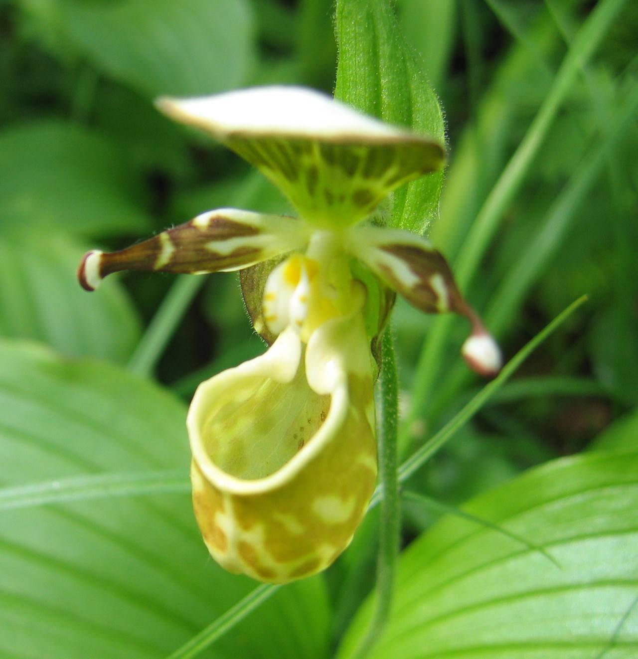 Венерин башмачок: описание растения, особенности выращивания и ухода