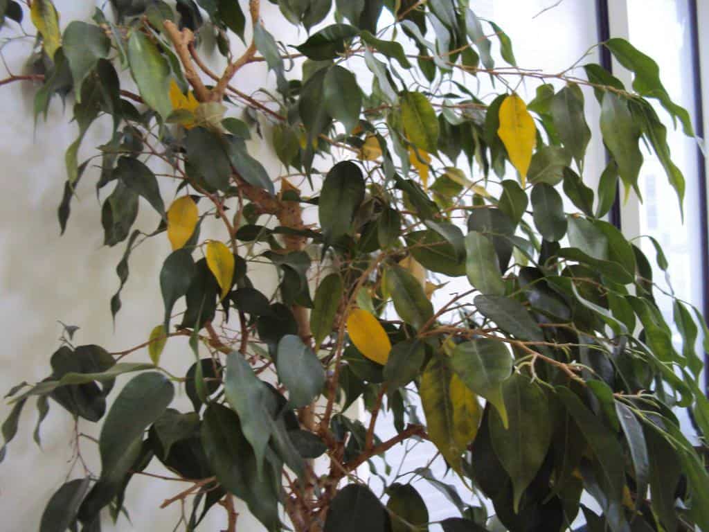 Почему желтеют листья у фикуса бенджамин и других сортов: причины и лечение, что делать, если стали опадать с растения, от чего могут пожелтеть и сохнуть зимой