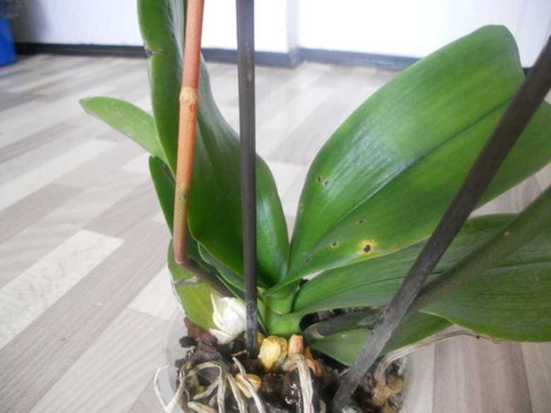 Почему орхидея вянет и что делать. Цветонос у орхидеи. Отцвевший цветонос у орхидеи. Цветонос ОТЦВЕТШЕЙ орхидеи. Орхидея фаленопсис выпустила цветонос.