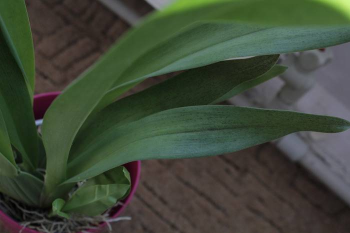 Гибридная орхидея камбрия: описание сорта и уход в домашних условиях