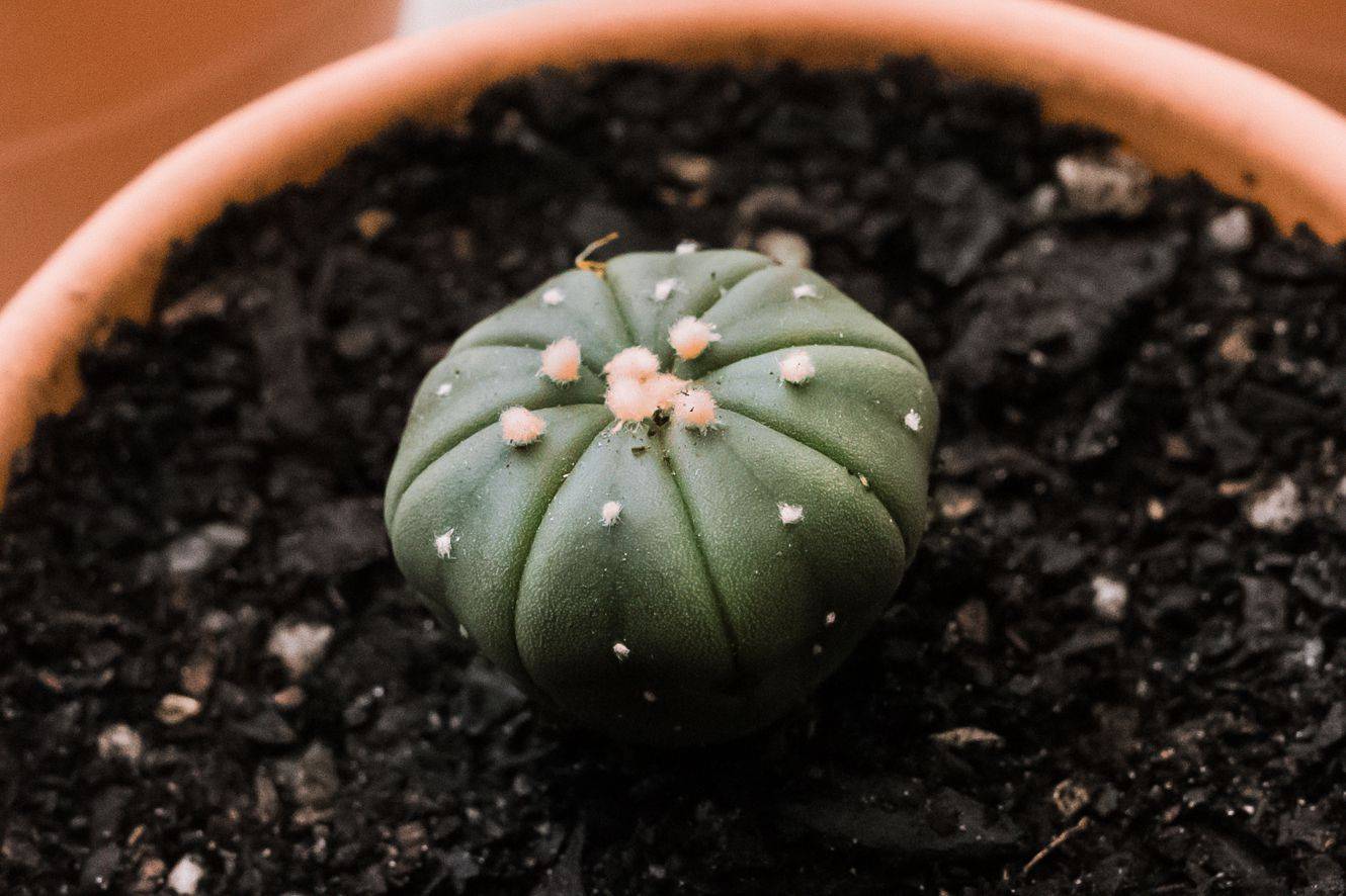 Выращивание кактуса астрофитум: как посадить, ухаживать, удобрять, размножать