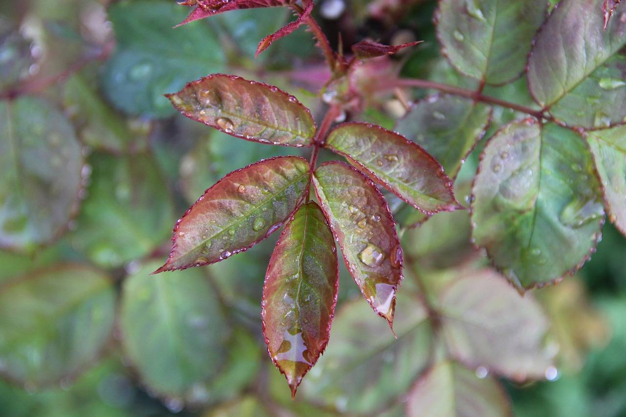 Пятнистости листьев роз - виды болезни, признаки, лечение и профилактика | розоцвет