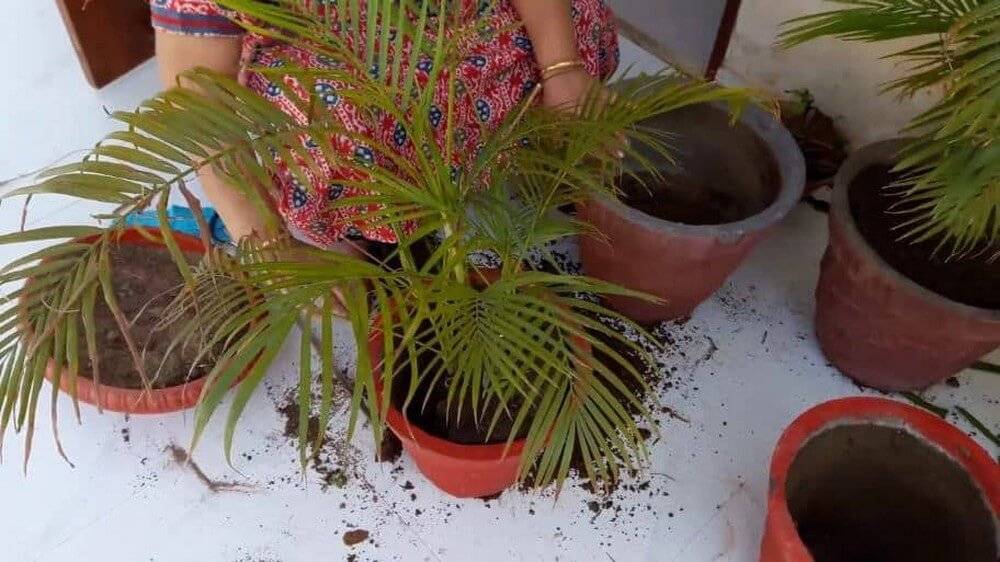 Финиковая пальма в домашних условиях из косточки, уход, пересадка и проблемы в выращивании