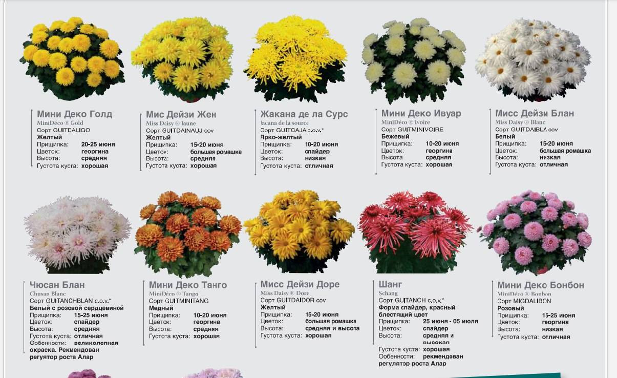 Цветы георгины: фото, описание сортов, посадка и уход - sadovnikam.ru