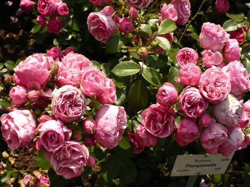 Роза помпонелла: описание сорта и характеристики, посадка, выращивание и уход с фото