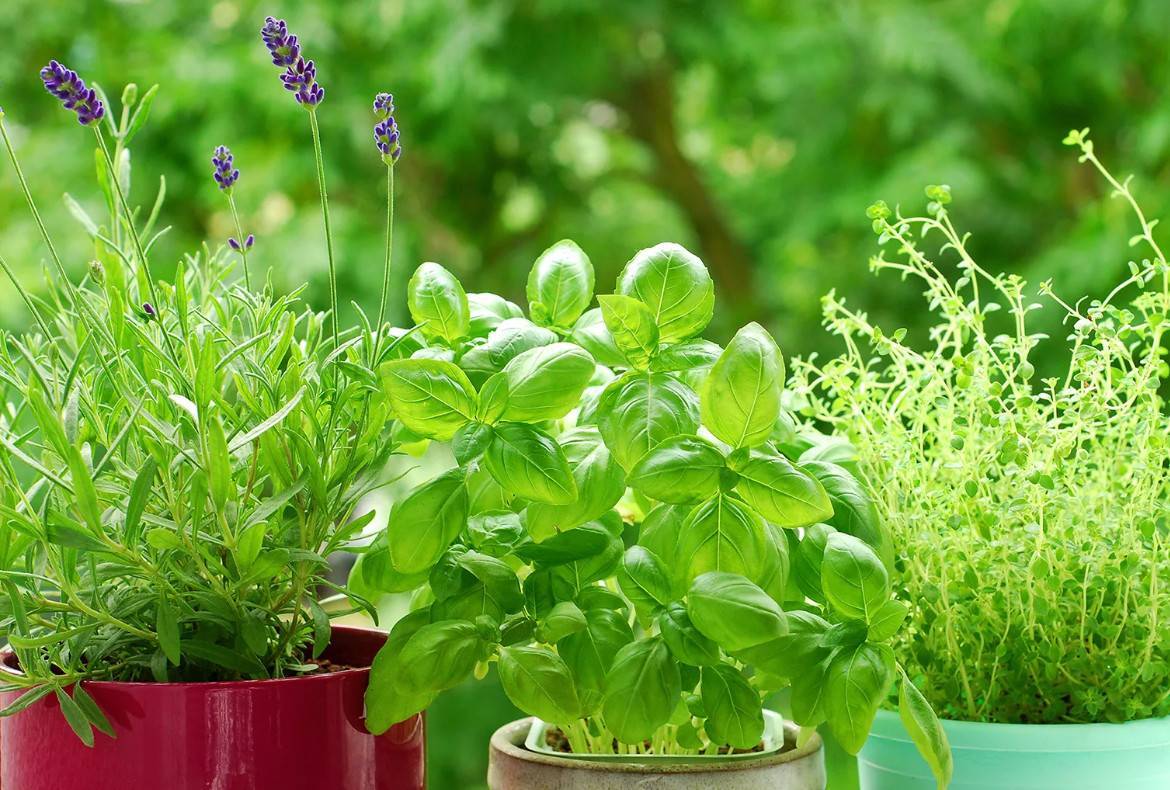 Как выбрать здоровое растение руэллии советы покупателям - квартира / дом / сад