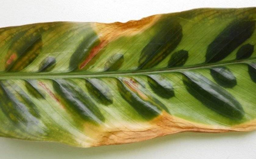 Калатея — болезни и вредители растения