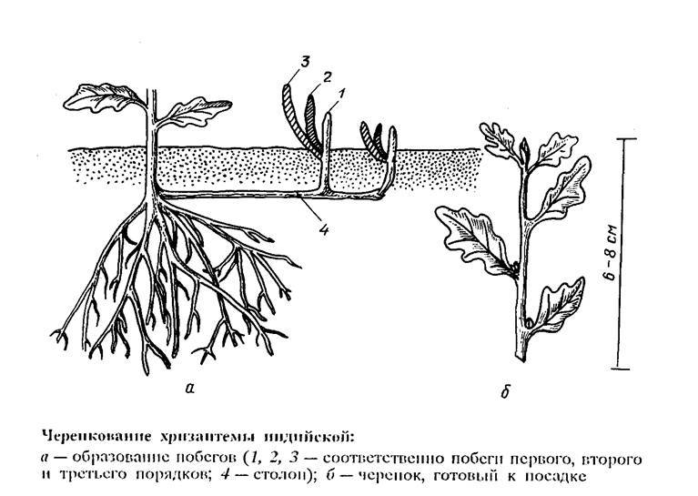 Хризантема кустовая (садовая): посадка и уход, особенности выращивания и размножения