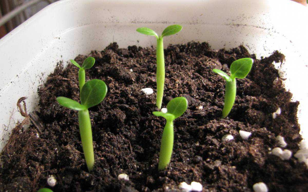 Как сеять семена гортензии: пошаговое руководство, гарантирующее успешное выращивание