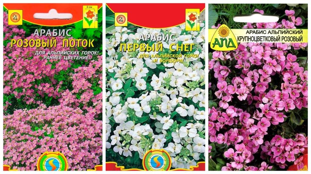 Вся информация об арабисе кавказском, уход за цветущим растением, правила обрезки