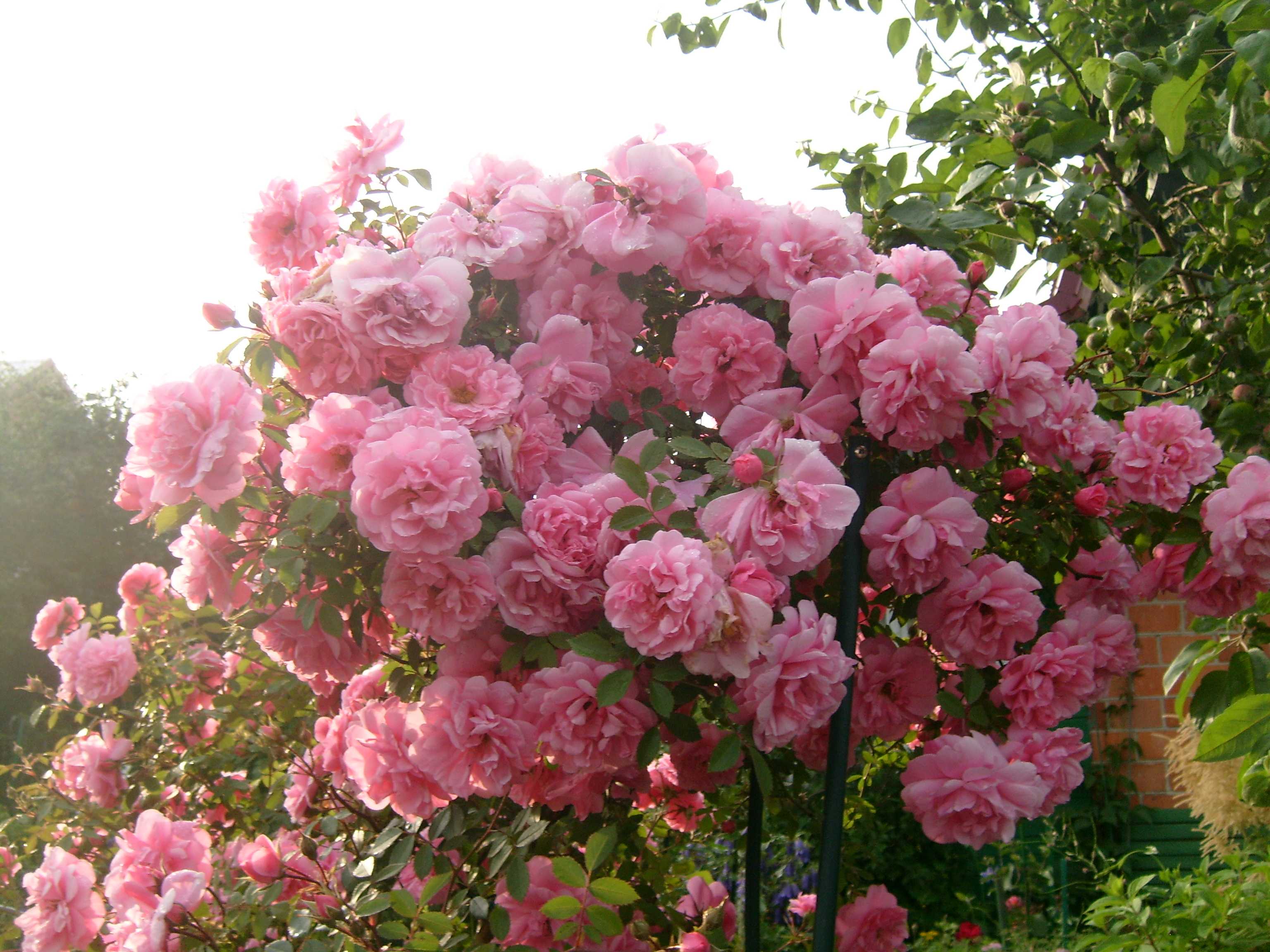Канадская роза джон дэвис - цветочный мир