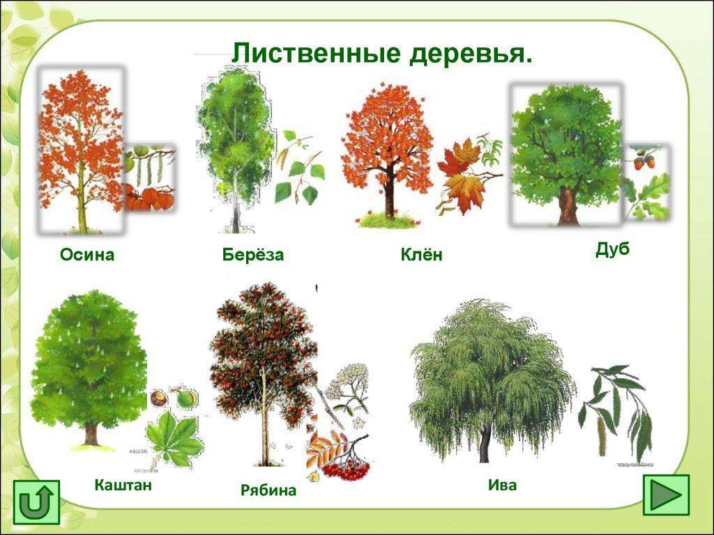 Лиственные деревья — виды и продолжительность жизни
