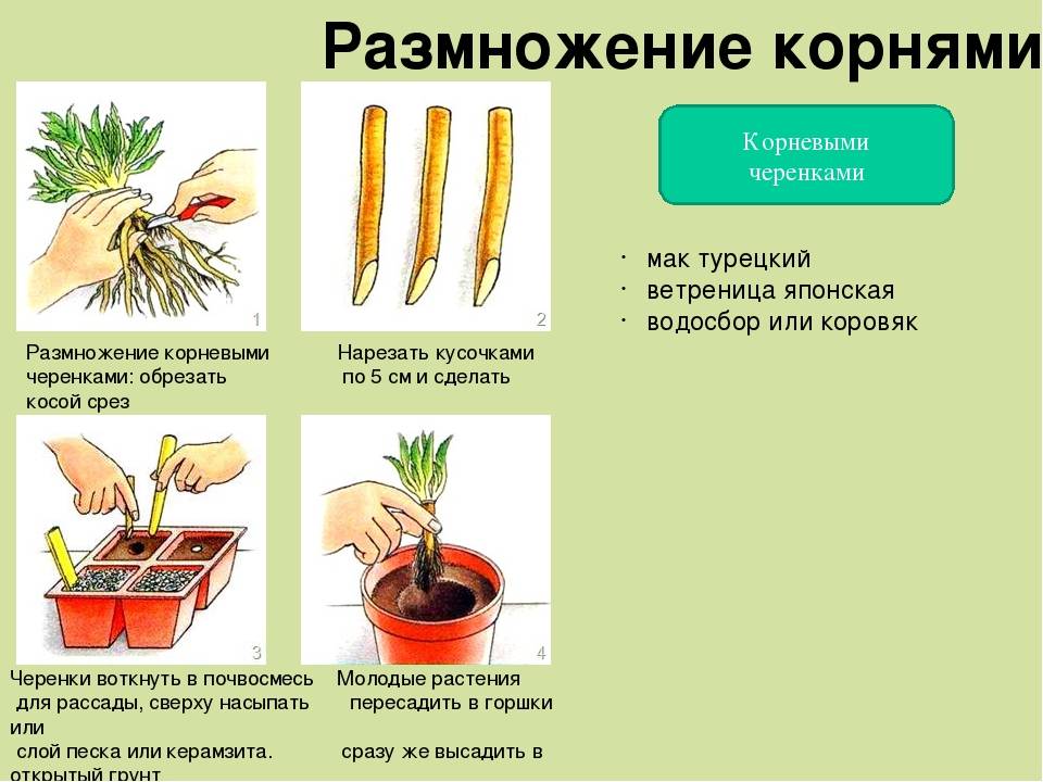 Декабрист: размножение в домашних условиях, особенности ухода, фото - sadovnikam.ru