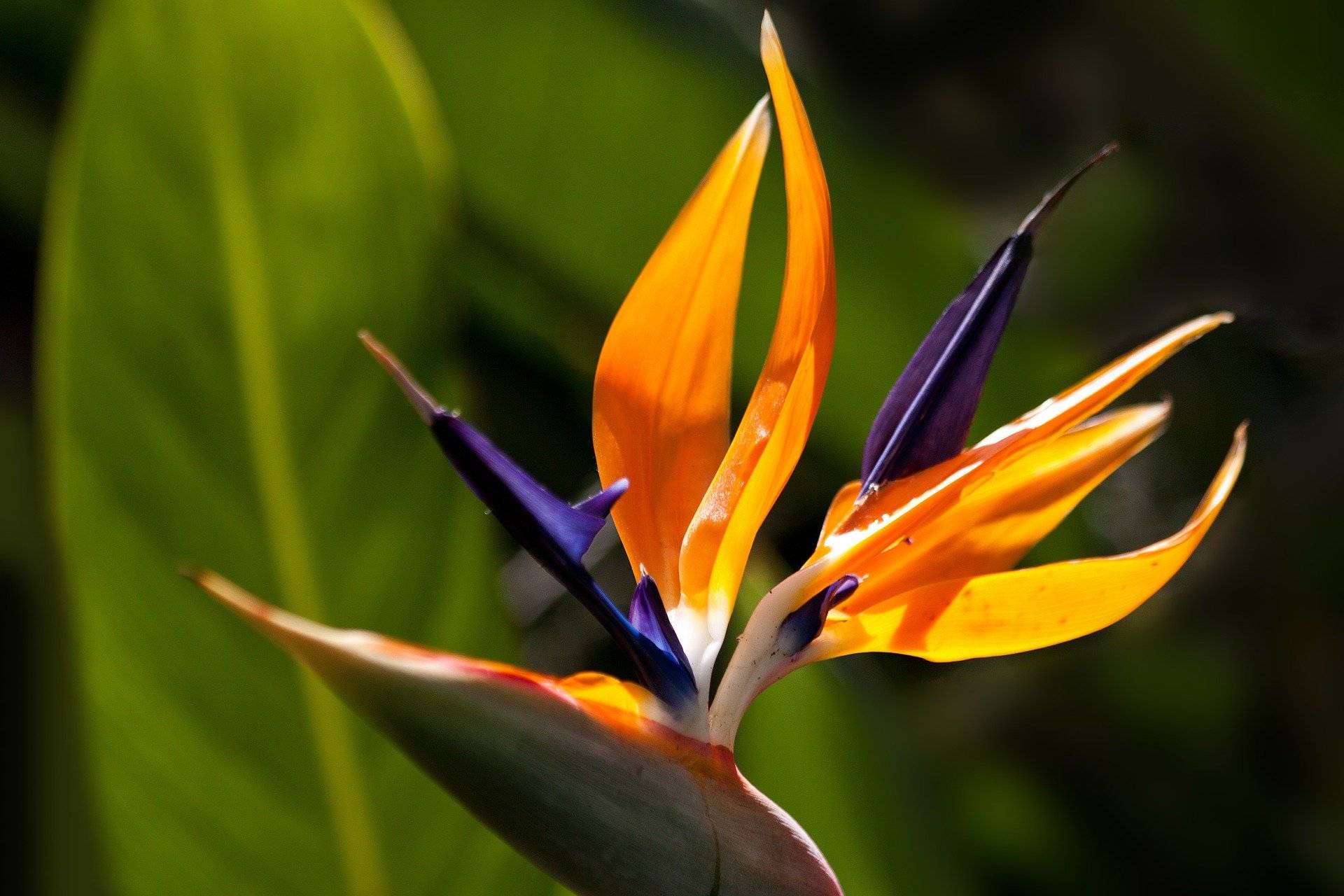 Стрелиция — райская птица домашнего цветника. особенности выращивания королевской разновидности многолетника