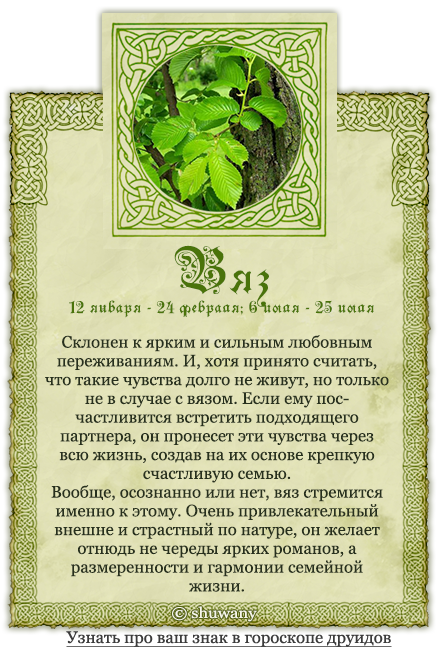 Кельтский гороскоп: совместимость деревьев по гороскопу друидов