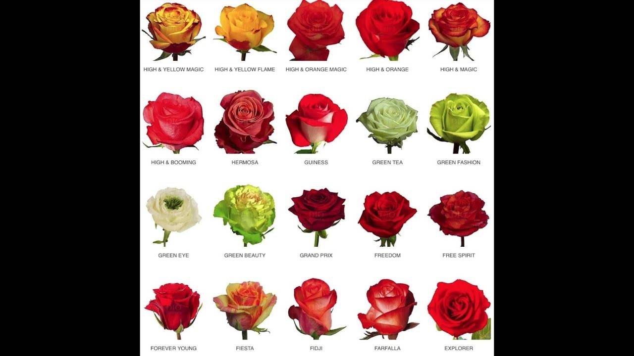 Голландские розы: описание сортов, выращивание и уход