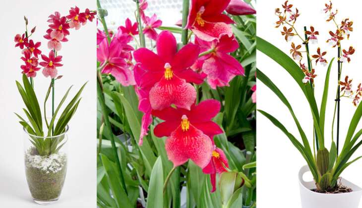 Орхидея камбрия (40 фото) – уход в домашних условиях для пышного цветения | огородникам инфо