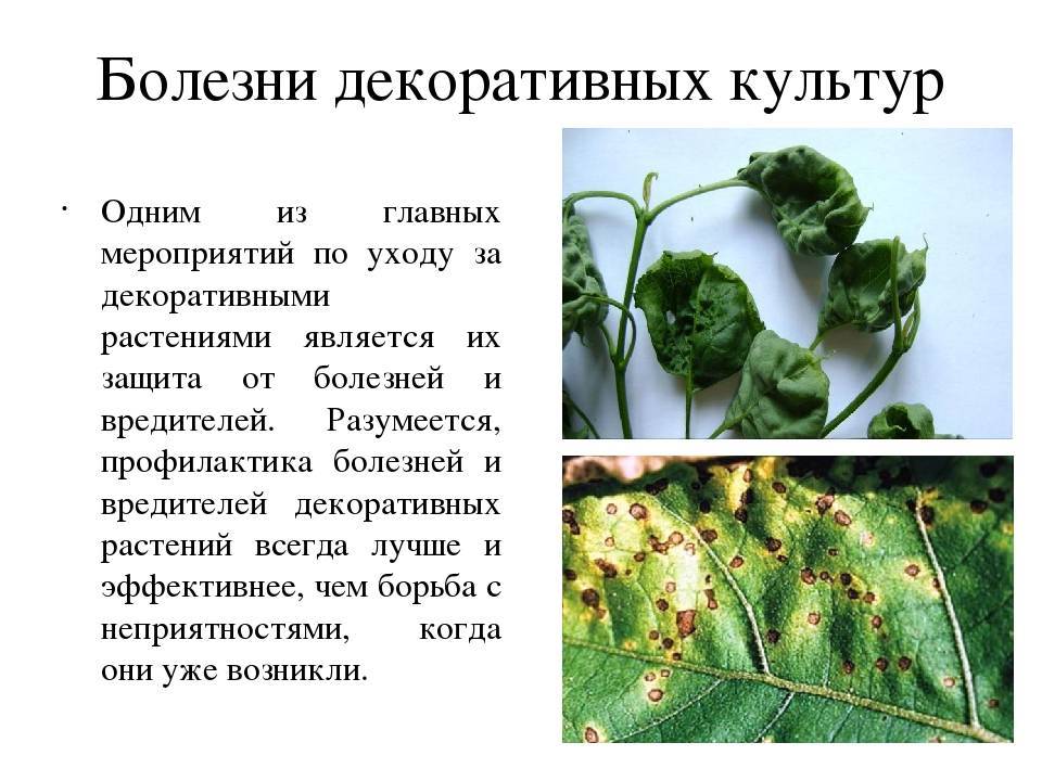 Основные болезни хлорофитума: способы лечения растения и особенности ухода за цветком, причины по которым желтеют, чернеют и сохнут листья