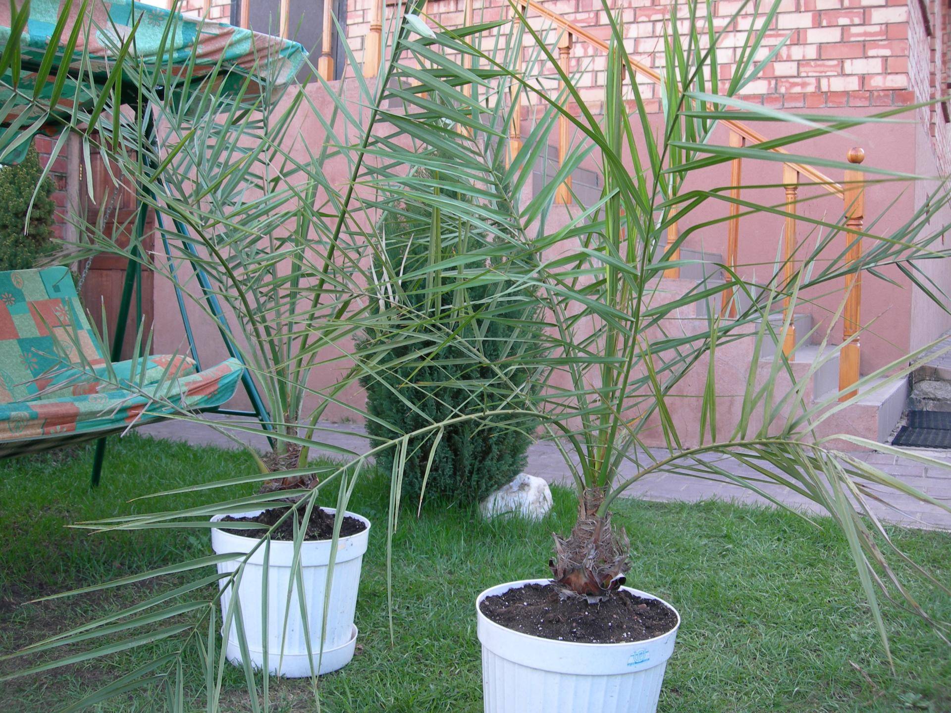 Как ухаживать за финиковой пальмой в домашних условиях