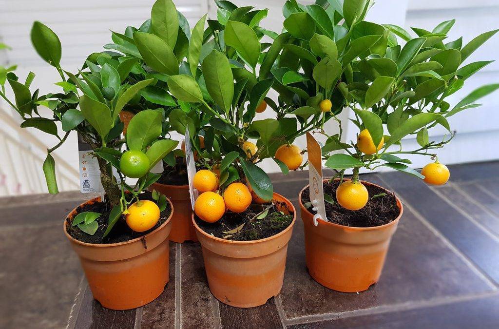 Лимон - уход в домашних условиях. как вырастить и получить урожай.