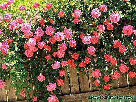 Описание плетистой розы “харкнесса” с отзывами и уходом