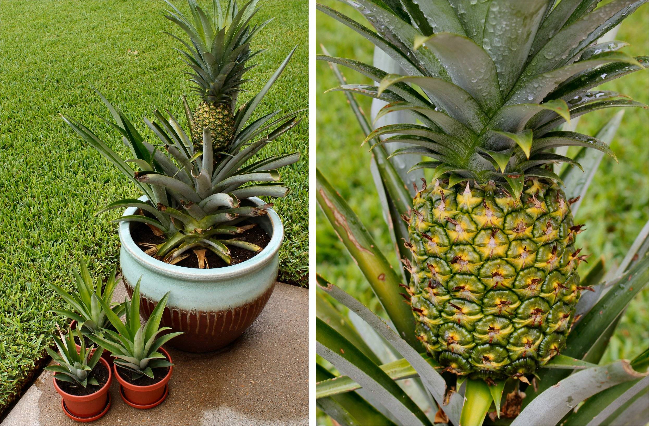 Как вырастить ананас в домашних условиях? из верхушки (розетки). фото — ботаничка