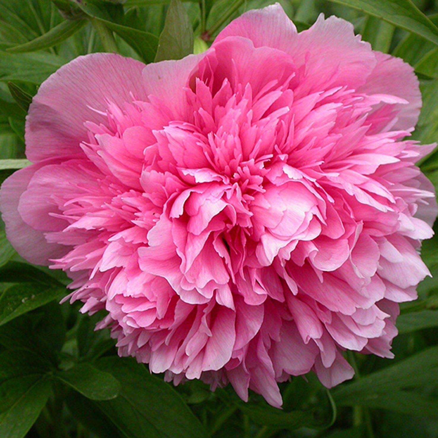 Розовые пионы: 10 самых красивых сортов розовых пионов раннего срока цветения