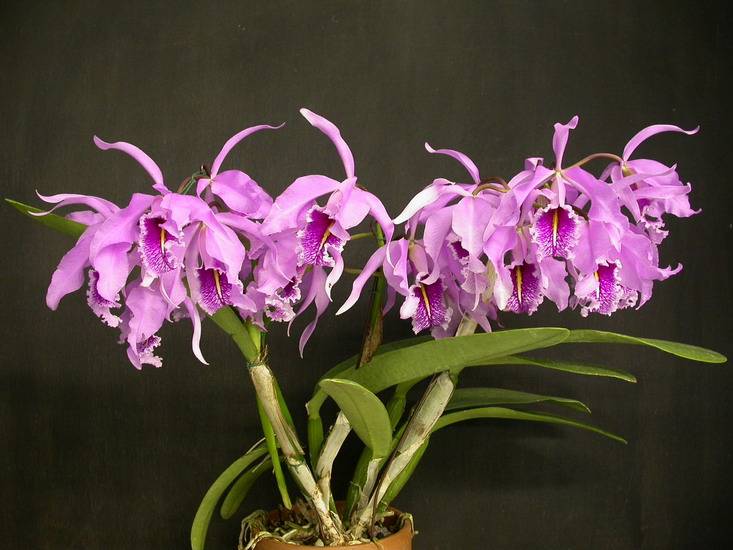 Как размножить орхидею в домашних условиях: как правильно разводить комнатные растения и как можно разделять фаленопсис, что делать со стрелкой, если орхидея отцвела, как пошагово вырасти цветонос из бокового побега, фото и видео от специалистов