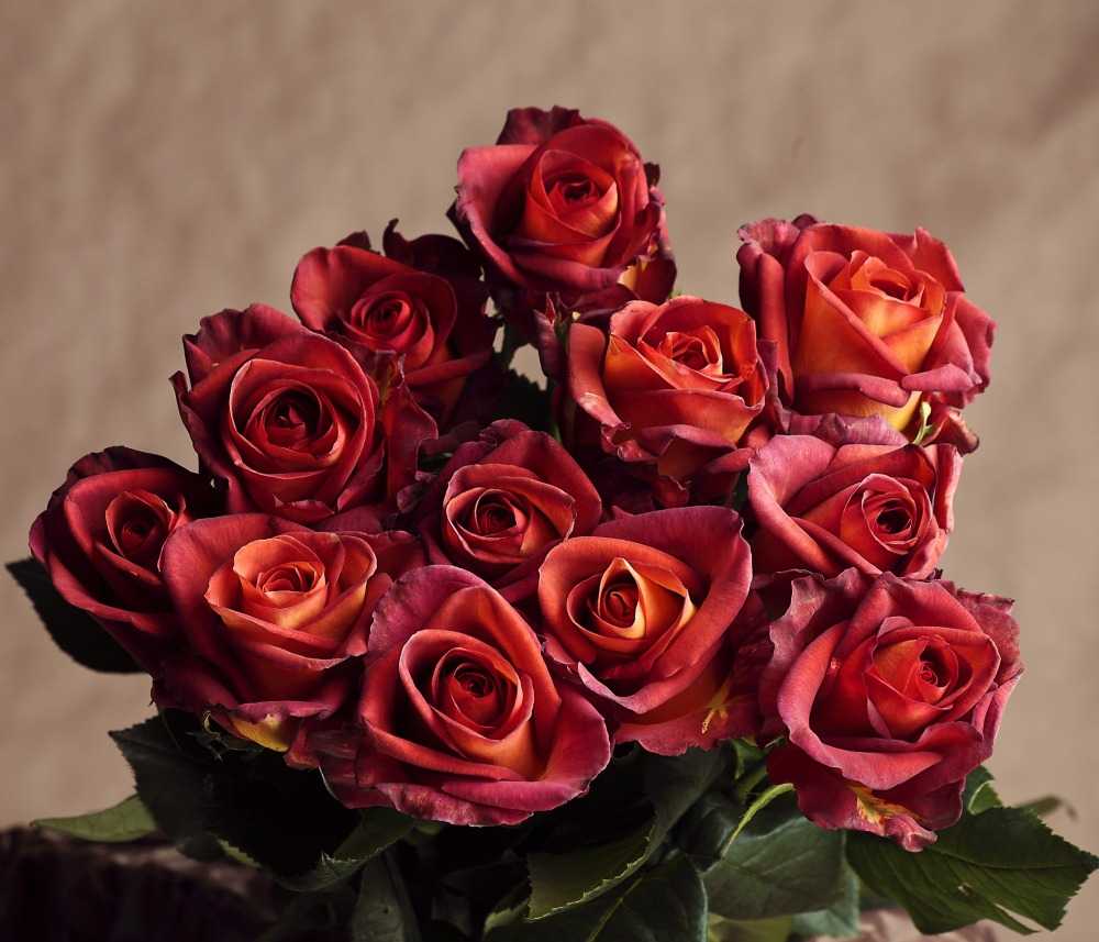 Коричневые розы: описание и характеристики лучших сортов, особенности