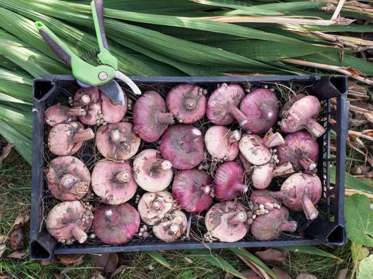 Как правильно хранить луковицы тюльпанов летом и зимой: полезные советы