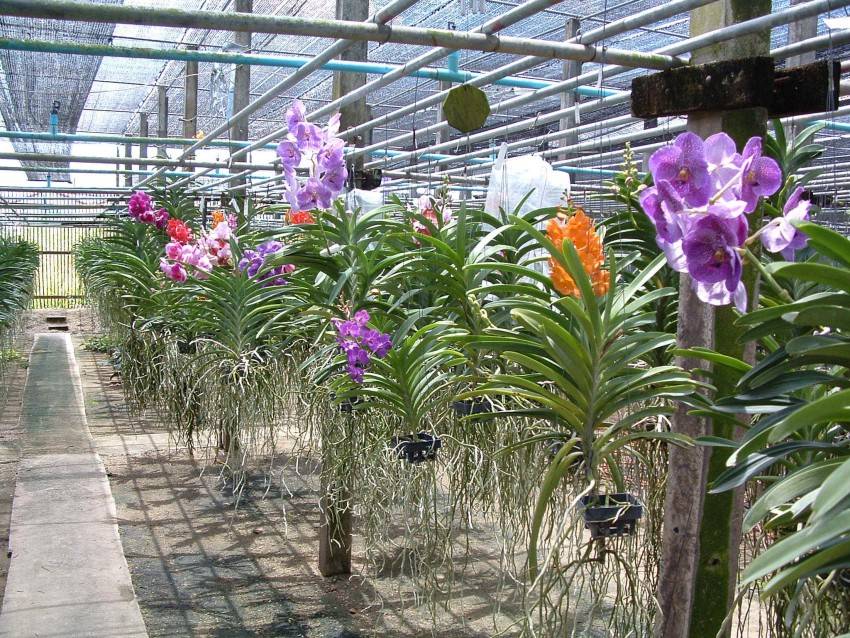 Шикарная орхидея ванда – гордость каждого цветовода. как вырастить дома тропическую красавицу?