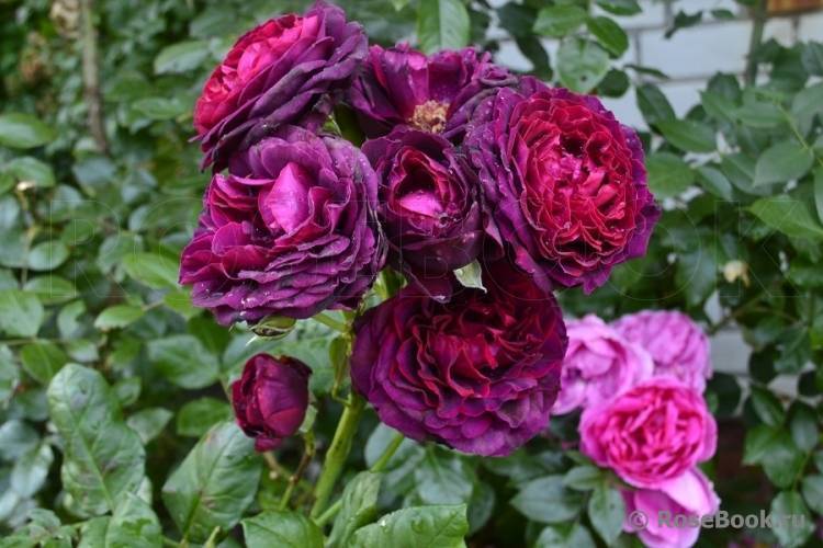 Роза морщинистая — красота необыкновенная. выращивание, уход, сорта. фото — ботаничка