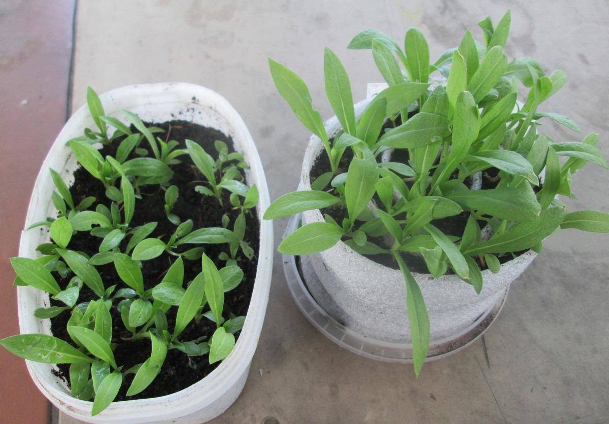 Однолетние флоксы друммонда: когда и как сажать на рассаду - правила выращивания из семян