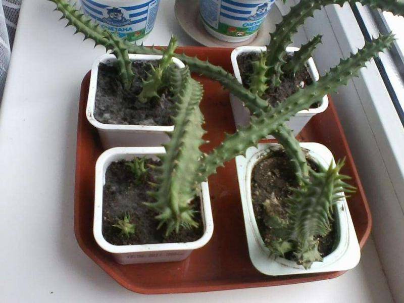 Экзотические комнатные растения – домашние стапелии