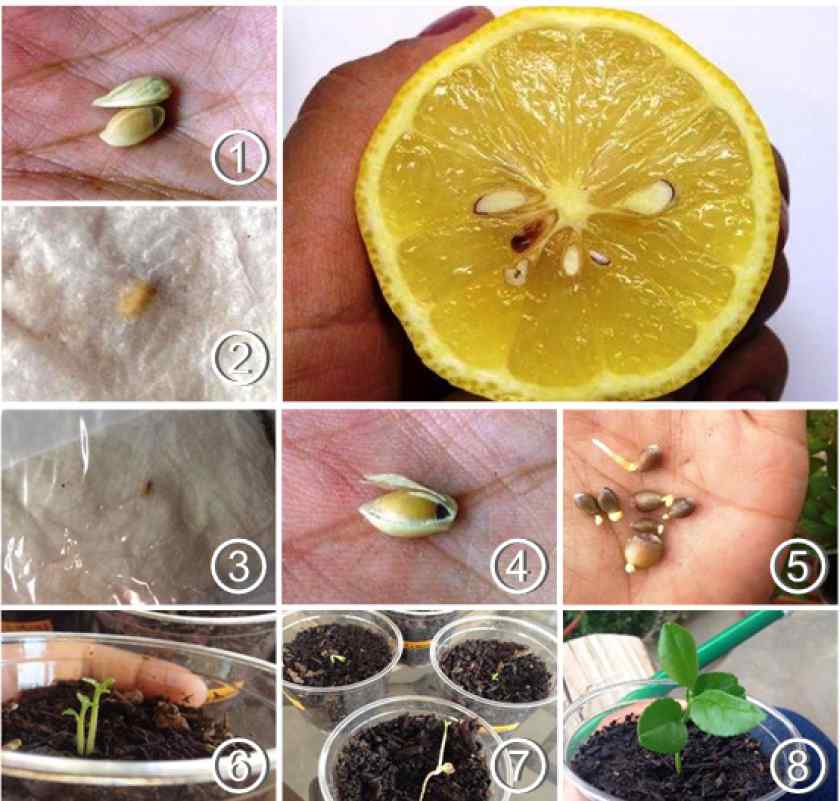 Посадка и выращивание лимона дома из косточки | оазис в доме