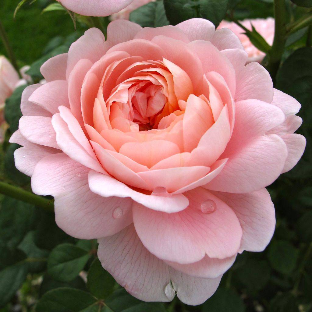 Роза «королева швеции»: описание сорта, фото и отзывы