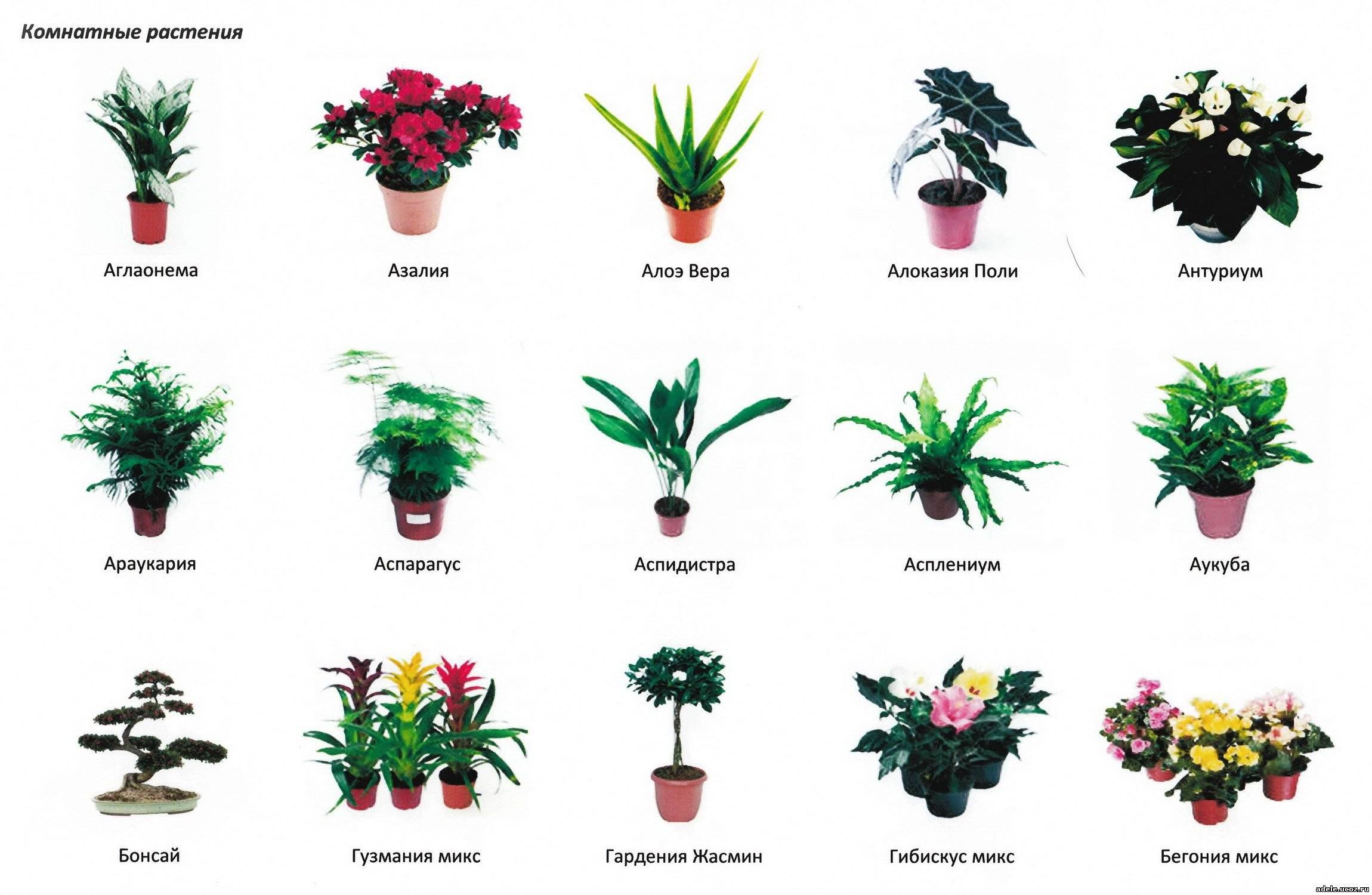 Полезные комнатные растения для дома с фото и названиями
