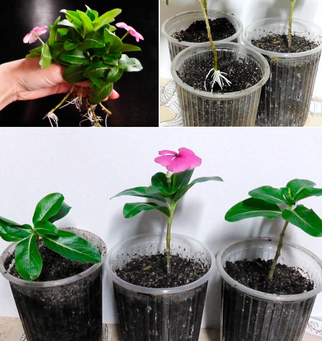 Какие комнатные растения выращивают из семян: фото, видео