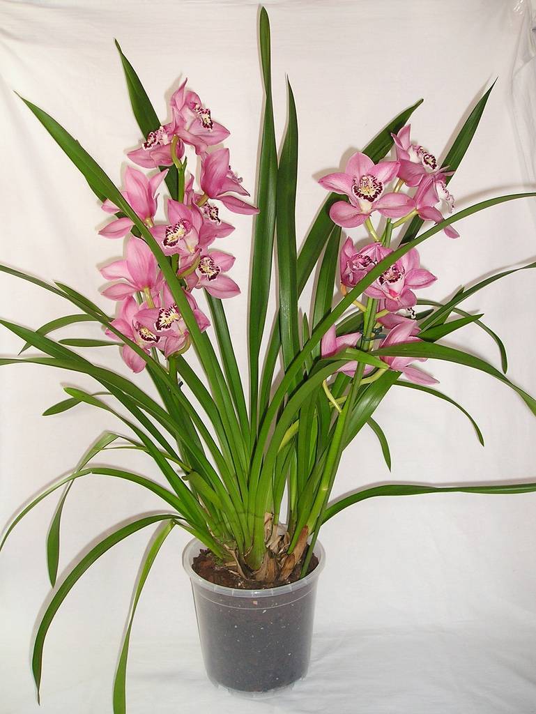 Орхидея цимбидиум (cymbidium): правила ухода за растением в домашних условиях, описание видов сорта с названием - белые, розовые и желтые цветы с фото