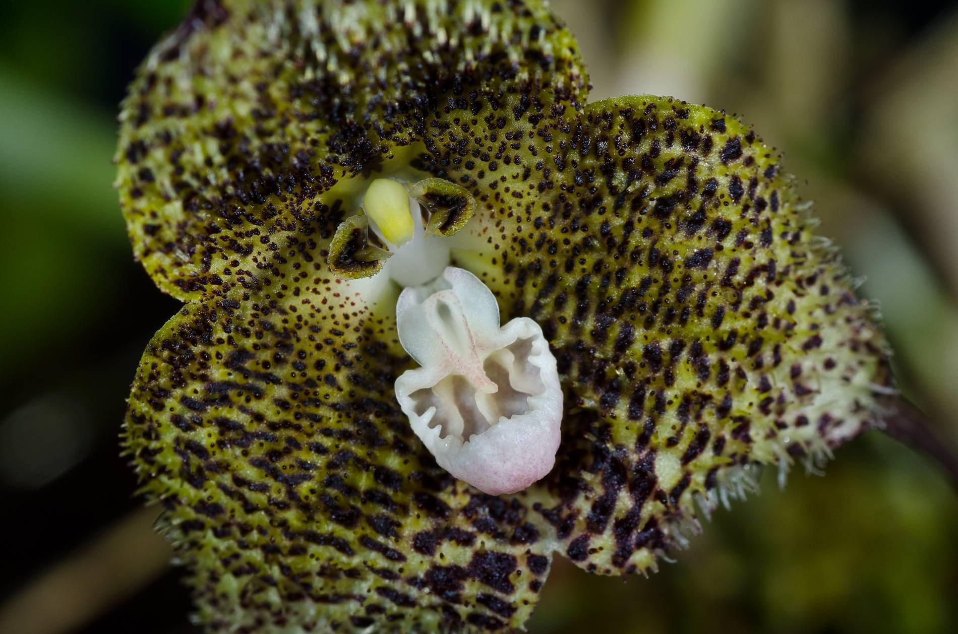 Орхидея дракула: особенности, посадка и уход в домашних условиях