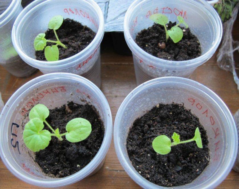 Как вырастить домашнюю герань, или пеларгонию из семян?