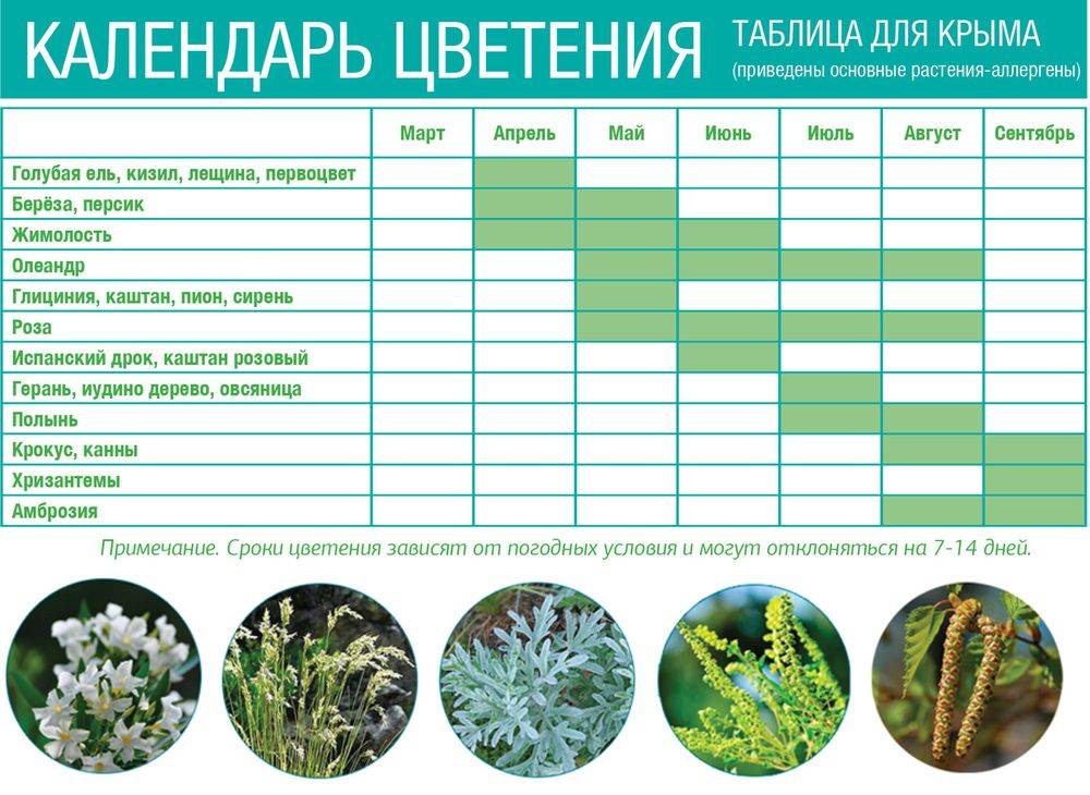Лаванда: фото, обычная среда обитания, выращивание из семян, особенности ухода - sadovnikam.ru