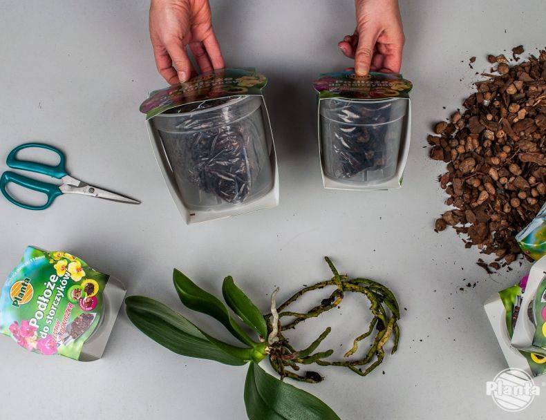 Субстрат своими руками — как заготовить кору для орхидей?
