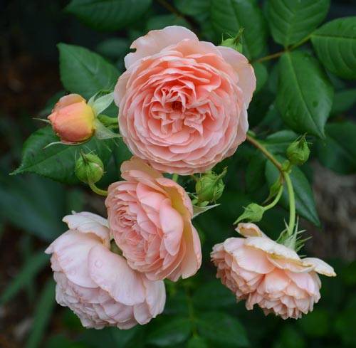 Парковая роза, названная в честь поэта — вильям шекспир. фото, описание, нюансы выращивания и размножения