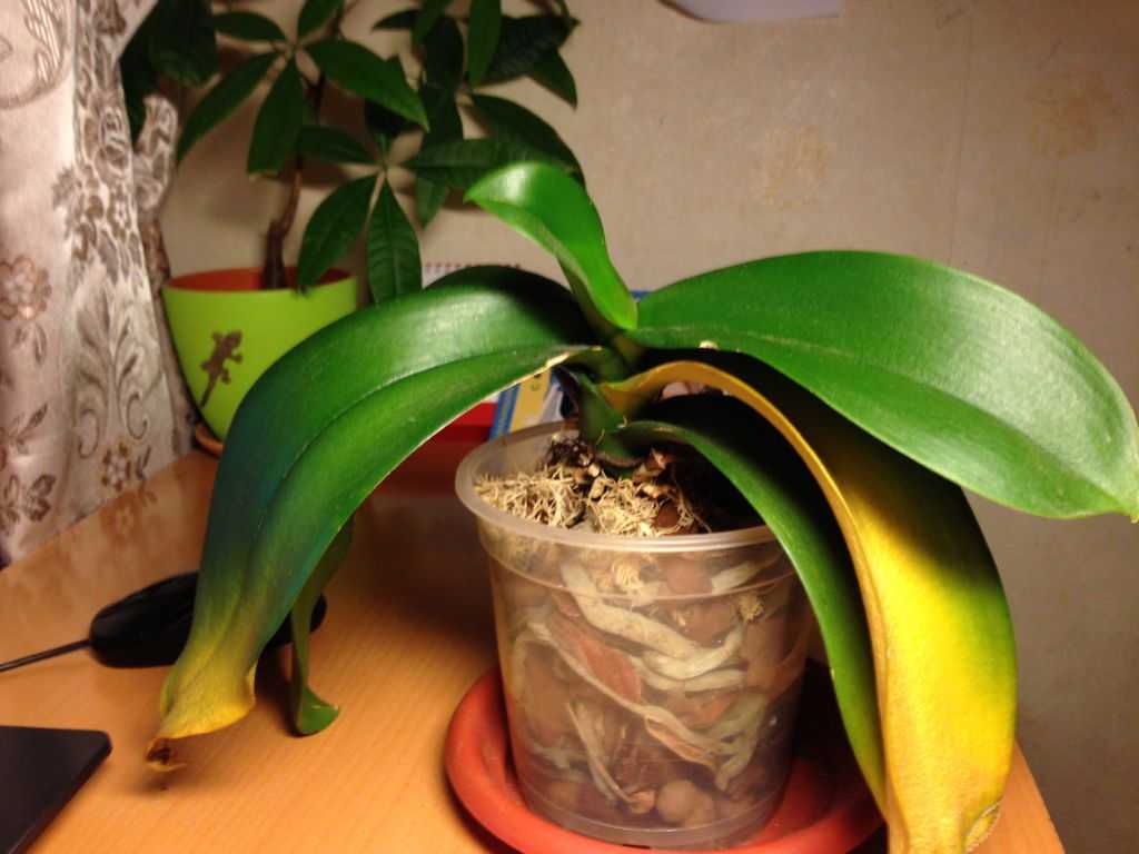 Почему желтеют листья орхидеи? что делать, чтобы спасти цветок?