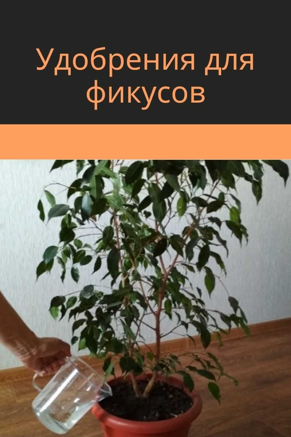 Как поливать фикус бенджамина в домашних условиях: правила полива растения - sadovnikam.ru