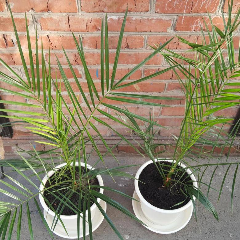 Финиковая пальма: выращивание, вредители и болезни