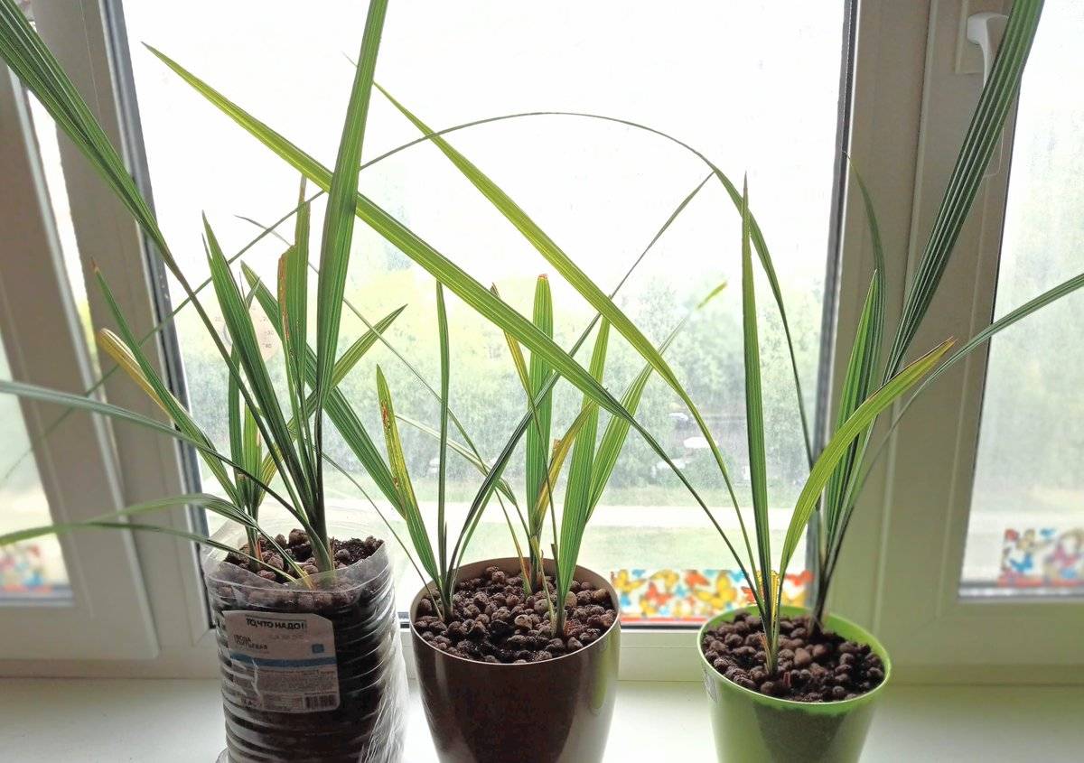 Финиковая пальма: как вырастить в домашних условиях (из косточки), уход, фото, виды, рост