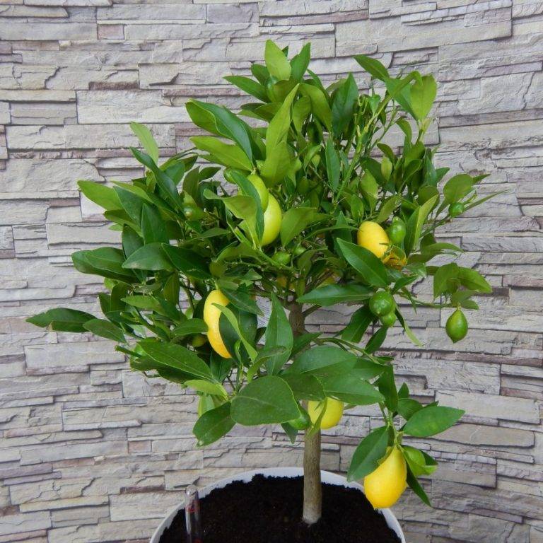 Комнатный лимон: советы по уходу и выращиванию в домашних условиях - комнатные и садовые растения, уход за ними sad-doma.net